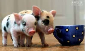 盘点那些微型小宠物，茶杯猪猪种价值高达万元