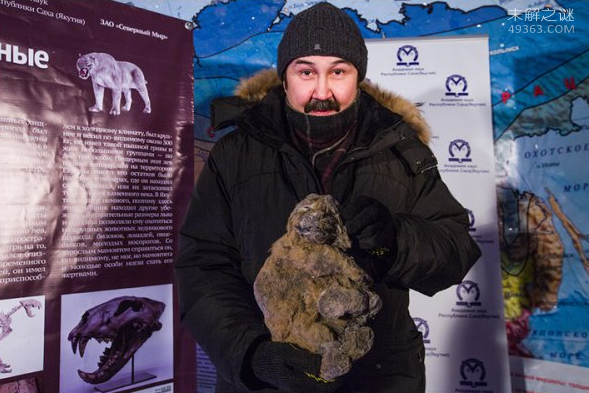 西伯利亚现1.2万岁的史前洞狮幼崽 它是睡着了么?