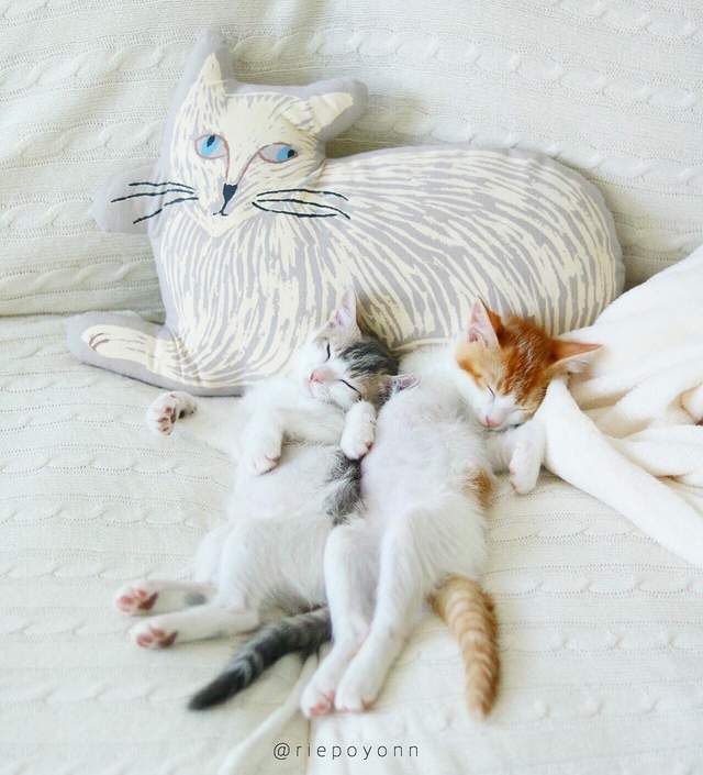心都要融化了!每天都要抱在一起睡的可爱猫咪们