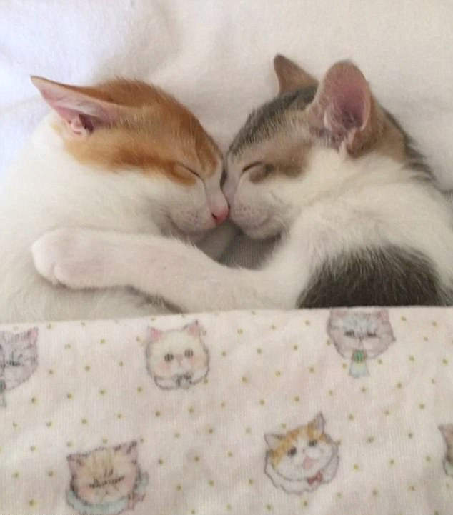 心都要融化了!每天都要抱在一起睡的可爱猫咪们