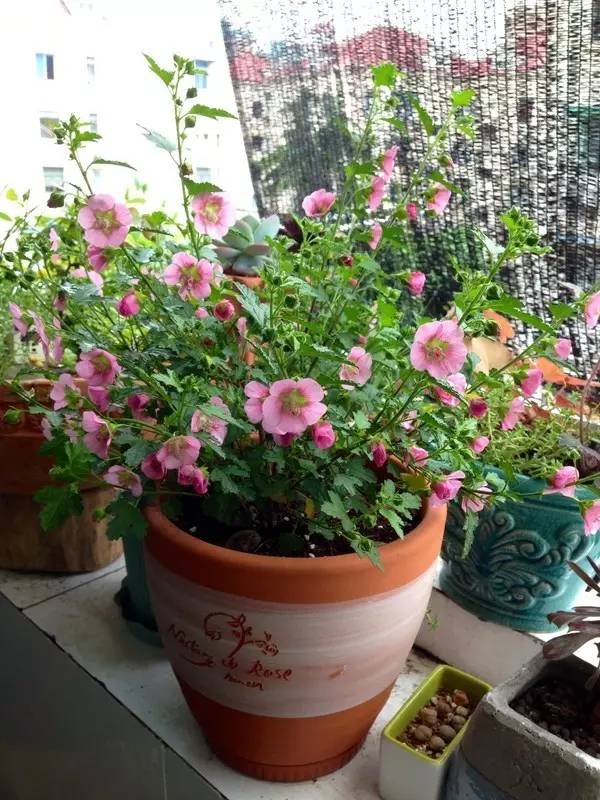 花友们钟爱的9种开花植物，阳台上易养易开花的盆栽
