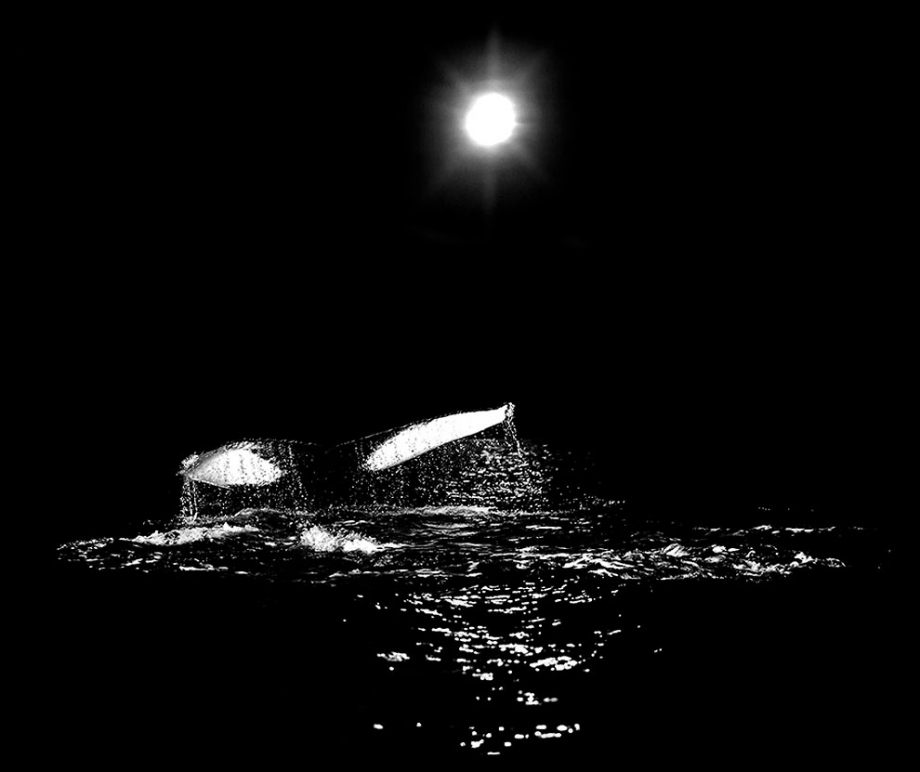 Audun Rikardsen ｜北极，鲸